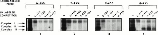 Fig. 4. A guanine in the −455 position is important for preferential binding of complex III. In addition to G-455 and A-455 oligonucleotide probes being used in the EMSA analyses, two additional probes with the sequence from −468 to −439 with the following changes, T-455 (thymine in −455 position) and N-455 (no nucleotide in −455 position), were used to determine the effect that the nucleotide in the −455 position has on the binding patterns of the complexes. The radiolabeled probes (A-455, T-455, N-455, and G-455) were competed against all four unlabeled probes at a concentration of 500-fold excess labeled probe. Evident on the 7% nondenaturing gel, complex III was completely competed away in all of these competition assays, except the radiolabeled G-455 competition assay (window no. 4), thus providing more evidence supporting the allelic specficity of complex III to the G-allele.