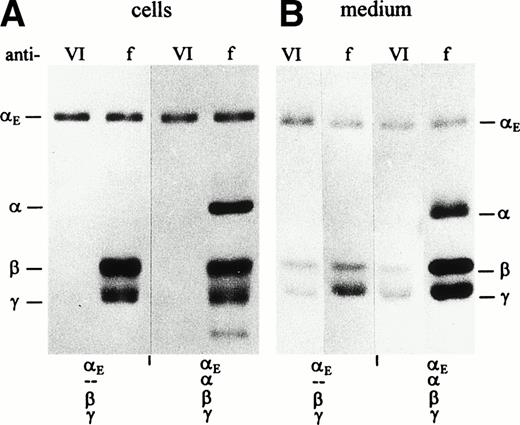 Fig. 1. Synthesis and secretion of E- and -fibrinogen by transfected COS cells. Cells were transfected with stoichiometric proportions of pBC-vectors containing fibrinogen subunit cDNAs612 in combination as indicated below the lanes. When all four subunit cDNAs were cotransfected, E cDNA was included at a twofold excess. Fibrinogen was immunoprecipitated from cell lysates (A) and culture medium (B) with either antifibrinogen (f) or anti-VI (VI) as indicated above the lanes, and subunits were separated under reducing conditions. Migration of the γ chain as a doublet in cell extracts (see also Figs 5A and 6A) may reflect the presence of the nonglycosylated precursor.