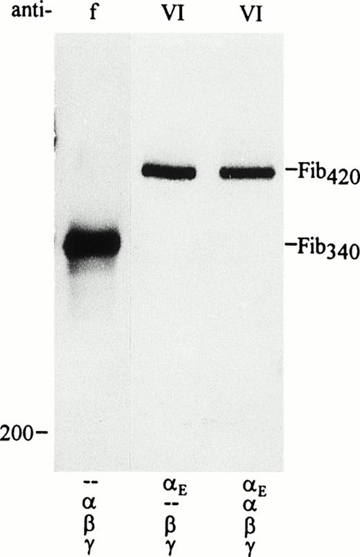 Fig. 2. Secretion of Fib420 by transfected COS cells in the presence and absence of the common chain. Cells were transfected with pED4–Neo-vectors containing fibrinogen subunit cDNAs in combination as indicated below each lane; E cDNA was included at a fivefold excess. Fibrinogen was immunoprecipitated from culture medium with either antifibrinogen (f) or anti-VI (VI) as indicated and run under nonreducing conditions. Traces of incompletely assembled or single subunits could be seen in the lower part of the gel only after overexposure of the film, confirming that most of the chains detected in the medium upon reduction of the immunoprecipitates in Fig1B were indeed components of hexameric fibrinogen molecules.