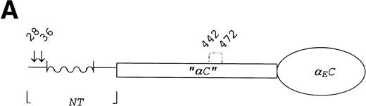 Fig. 3. Schematic representation of targeted amino acid positions in the E subunit for site-directed mutagenesis. Residues are numbered as done previously.6 Arrows or simple vertical lines indicate positions of those cysteines converted, either singly or in combination, to serine or alanine by site-directed mutagenesis. (A) The three regions of the E chain: the N-terminus (NT) containing a large -helical segment, the so-called “C” region, and the C-terminal globular VI-domain (EC domain); (B) the VI-domain, potential glycosylation sites in the wild-type sequence at Asn667 and Asn812 are marked, respectively, with closed and open diamonds. The glycosylation site at Asn791 introduced by the Cys793 → Ser change is marked with a striped diamond. Putative loops connecting cysteines E613/644 as well as E780/793 are drawn by analogy with the intrachain loops formed by homologous cysteines in the βC and γC domains.