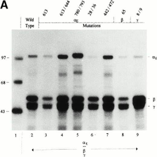 Fig. 4. Cys → Ser changes in the E, β, and γ subunits: Negative and neutral effects on the secretion of Fib420. Cys → Ser changes were made in the fibrinogen subunits at the positions indicated above the lanes. COS cells were transfected with pED4-vectors containing E, β, and γ (either wild-type or mutant) cDNAs as shown; Econstructs were included at a fivefold excess. Fibrinogen was immunoprecipitated, from cell lysates (A) and culture medium (B), with antifibrinogen and run under reducing conditions. The size of protein markers (lane 1) is displayed in kD in the left margin.