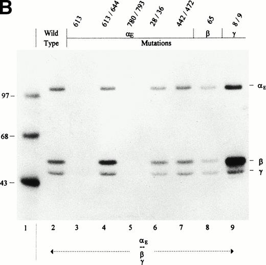 Fig. 4. Cys → Ser changes in the E, β, and γ subunits: Negative and neutral effects on the secretion of Fib420. Cys → Ser changes were made in the fibrinogen subunits at the positions indicated above the lanes. COS cells were transfected with pED4-vectors containing E, β, and γ (either wild-type or mutant) cDNAs as shown; Econstructs were included at a fivefold excess. Fibrinogen was immunoprecipitated, from cell lysates (A) and culture medium (B), with antifibrinogen and run under reducing conditions. The size of protein markers (lane 1) is displayed in kD in the left margin.