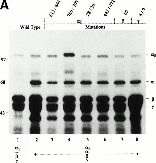 Fig. 5. Effect of E, β, and γ subunit mutations on Fib420 secretion in presence of the wild-type subunit: No secretion of mixed molecules. Cys → Ser changes were made in the fibrinogen subunits at the positions indicated above the lanes. COS cells were transfected with either wild-type or mutant E, β, and γ cDNAs together with wild-type cDNA in the combinations shown; E constructs were included at a fivefold excess. Fibrinogen was immunoprecipitated from cell lysates (A) with antifibrinogen and run under reducing conditions; from the culture medium (B), fibrinogen was immunoprecipitated with anti-VI and run under nonreducing conditions. As described previously,1due to the differential proteolytic susceptibility of and E subunits in cell lysates, a proteolytic fragment derived only from the chain, not from E, appears as a band migrating below the γ chain doublet in panel A (compare also Fig 1A).