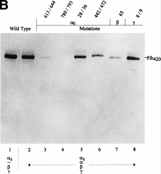 Fig. 5. Effect of E, β, and γ subunit mutations on Fib420 secretion in presence of the wild-type subunit: No secretion of mixed molecules. Cys → Ser changes were made in the fibrinogen subunits at the positions indicated above the lanes. COS cells were transfected with either wild-type or mutant E, β, and γ cDNAs together with wild-type cDNA in the combinations shown; E constructs were included at a fivefold excess. Fibrinogen was immunoprecipitated from cell lysates (A) with antifibrinogen and run under reducing conditions; from the culture medium (B), fibrinogen was immunoprecipitated with anti-VI and run under nonreducing conditions. As described previously,1due to the differential proteolytic susceptibility of and E subunits in cell lysates, a proteolytic fragment derived only from the chain, not from E, appears as a band migrating below the γ chain doublet in panel A (compare also Fig 1A).