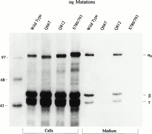 Fig. 6. Mutation of potential N-glycosylation sites in the E VI-domain: Determination of carbohydrate attachment site. The VI-domain’s two potential glycosylation sites, at Asn667 and Asn812, were changed to Gln; a new site at Asn791 had been introduced by the Cys793 → Ser change. COS cells were transfected with either wild-type or these mutant E cDNAs together with the β and γ subunit cDNAs. Fibrinogen was immunoprecipitated from cell lysates and culture medium with antifibrinogen and run under reducing conditions. Upon overexposure of the film, Fib420 subunits are clearly detectable in the culture medium of the Q667 mutant.