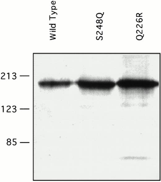 Fig. 4. Western immunoblots of conditioned media for recombinant factor XI protein. Fifty microliters of conditioned media from transient transfections in 293 fibroblasts for the indicated factor XI constructs were evaluated by Western immunoblotting as described in Materials and Methods. The position of molecular weight standards in kilodaltons is shown at the left of the figure.