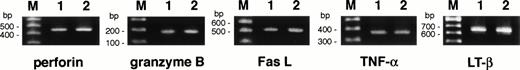 Fig. 1. Expression of cytolytic mediator mRNAs in bcr-abl–specific CD4+ T-cell clones. Expression of perforin, granzyme B, Fas ligand, TNF-, and lymphotoxin-β mRNAs was investigated by RT-PCR, as detailed in Materials and Methods. The mRNAs were extracted from MY-1 (lane 1) and TO-1 (lane 2) after stimulation with the b3a2 peptide and autologous APCs for 5 days. Lane M shows 100-bp ladder markers.