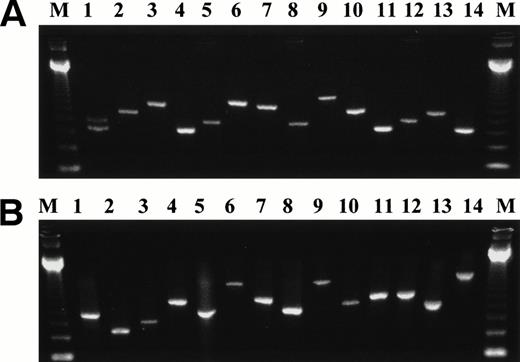 Fig. 3. Representative second-step RT-PCR products of the different types of BCR-ABL fusion transcripts detected in leukocytes from normal individuals and non-CML cell lines. The BCR-ABL junction is represented by a double-headed arrow (↔). (A) p210-type transcripts: 1 = BCR ex.b2 ↔ ABL ex.a2 and BCR ex.b3 ↔ ABL ex.a2; 2 = BCR ex.b4 ↔ ABL ex.a2; 3 = BCR ex.b5 ↔ ABL ex.a2; 4 = BCR ex.b2 ↔ ABL ex.a2; 5 = BCR ex.b3 ↔ ABL ex.a2; 6 = BCR ex. e17 ↔ ABL ex.a2; 7 = BCR ex.b5 ↔ ABL ex.a2; 8 = BCR ex.b3 ↔ ABL ex.a2; 9 = BCR ex.b5 ↔ 153 bp of ABL intron 1a + ex.a2; 10 = BCR ex.b5 ↔ ex.a2; 11 = BCR ex.b2 ↔ ABL ex.a2; 12 = BCR ex.b3 ↔ ABL ex.a2; 13 = BCR ex.b4 ↔ ABL ex.a2; 14 = BCR ex.b2 ↔ ABL ex.a2. (B) p190-type transcripts: 1 = BCR ex.e1 ↔ ABL ex.a2; 2 = BCR ex.e1 + 56 bp of intron 1 ↔ ABL ex.a3; 3 = BCR ex.e2 ↔ ABL ex.a3; 4 = BCR ex.5 ↔ ABL ex.a3; 5 = BCR ex.e1 ↔ ABL ex.a2; 6 = BCR ex.e4 ↔ ABL ex.a2; 7 = BCR ex.e1 + 108 bp of intron 1 ↔ ABL ex.a2; 8 = BCR ex.e1 ↔ ABL ex.a2; 9 = BCR ex.e4 ↔ ABL ex.a2; 10 = BCR ex.e1 + 46 bp of intron 1 ↔ ABL ex.a2; 11 = BCR ex.e2 ↔ ABL ex.a2; 12 = BCR ex.e1 + 172 bp of intron 1 ↔ ABL ex.a2; 13 = BCR ex.e1 ↔ ABL ex.a2; 14 = BCR ex.e1 + 246 bp of intron 1 ↔ 213 bp of ABL intron 2 + ex.a3.