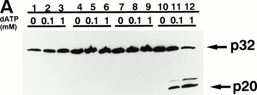 Fig. 9. dATP-dependent activation of CPP32 in vitro. An aliquot (10 μL) of cytosol was incubated with 0, 0.1, or 1 mmol/L dATP at 37°C for 60 minutes. HL-60 cells (lanes 1 through 3), K562 cells (lanes 4 through 6), BALM3 cells (lanes 7 through 9), U937 cells (lanes 10 through 12), THP-1 cells (lanes 13 through 15), HEL/S cells (lanes 16 through 18), ML-1 cells (lanes 19 through 21), and NB4 cells (lanes 22 through 24). P32; CPP32, and P20; 20-kD fragment of CPP32 (active form).