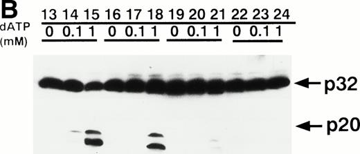 Fig. 9. dATP-dependent activation of CPP32 in vitro. An aliquot (10 μL) of cytosol was incubated with 0, 0.1, or 1 mmol/L dATP at 37°C for 60 minutes. HL-60 cells (lanes 1 through 3), K562 cells (lanes 4 through 6), BALM3 cells (lanes 7 through 9), U937 cells (lanes 10 through 12), THP-1 cells (lanes 13 through 15), HEL/S cells (lanes 16 through 18), ML-1 cells (lanes 19 through 21), and NB4 cells (lanes 22 through 24). P32; CPP32, and P20; 20-kD fragment of CPP32 (active form).