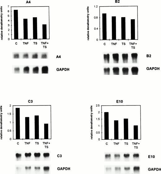 Fig. 2. TNF- and tumor cell supernatant exert suppressive effects in vitro on the expression of selected genes by BAEC. Confluent BAEC were cultured for 8 hours either without (C) or with 1 nmol/L TNF- (TNF) and/or with lymphoma cell conditioned supernatant (TS). The mRNA expression was detected by Northern blot analysis for the genes A4, B2, C3, and E10. The autoradiograms depicted below the histograms were quantitated by densitometry as described in the legend to Fig 1 and in Materials and Methods. Histograms for the calculated relative densitometry units (y-axis) for the single genes are shown. The bar graphs represent different treatments. The differences seen between C and the TNF + TS group were significant (P = .015, Wilcoxon rank sum test).
