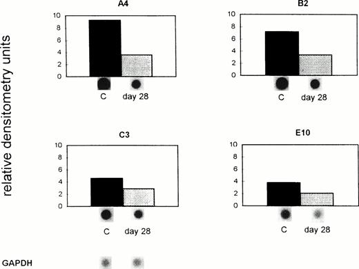 Fig. 3. Downregulation of gene expression in ex vivo–isolated liver endothelial cells from tumor-bearing immuno-competent mice. ESbL-lacZ lymphoma cells were injected intradermally into syngeneic DBA/2 mice. Twenty-eight days later, endothelial cells were isolated using liver perfusion and differential adhesion to collagen pretreated Petri dishes. Then mRNA was extracted from control (C) and tumor-bearing mice (day 28), and dot-blot analysis performed and evaluated as described in the legend to Fig 1 and in Materials and Methods. The pBluescript SK DNA which was used as vector gave no densitometric signal. The difference in the expression of all four genes between C and the day 28 tumor-bearing immuno-competent host was significant (P = .044, paired t-test).