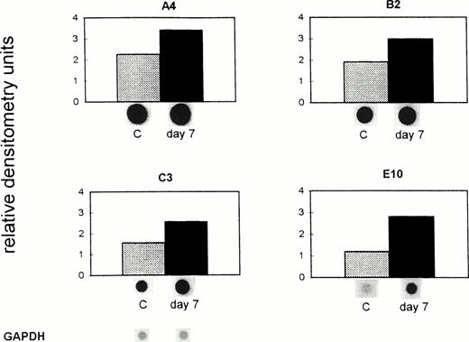 Fig. 4. Upregulation of gene expression in ex vivo–isolated liver endothelial cells from tumor-bearing immuno-incompetent mice. ESbL-lacZ lymphoma cells were injected intradermally into BALB/c (nu/nu) mice. Seven days later, endothelial cells were isolated from control (C) and tumor-bearing mice (day 7) and analyzed as described in the legend to Fig 3 and in Materials and Methods. The pBluescript SK DNA (vector), which was used as a control, gave no nonspecific background signals. The difference in the expression of all four genes between C and the day 7 tumor-bearing immuno-incompetent host was significant (P = .003, paired t-test).