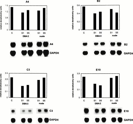 Fig. 5. Supernatants of tumor and sinusoidal cells isolated from metastatic livers of immuno-competent DBA/2 and immuno-incompetent Balb/c (nu/nu) mice at a late stage of tumor growth alter gene expression in BAEC. Supernatants of the re-isolated and cultured cells were collected at day 1 (S1) and day 5 (S5). BAEC were incubated with the supernatants for 8 hours and total RNA was extracted. BAEC incubated in the culture medium of the tumor cells served as control (C). The mRNA expression of the genes A4, B2, C3, and E10 was analyzed by Northern blot hybridization as described in the legend to Fig 2. The bar graphs represent different treatments, with the corresponding autoradiograms of the hybridization signals depicted below the histograms. The differences in the expression of all four genes between C and the DBA/2-derived supernatants were significant (P< .001, Wilcoxon rank sum test).