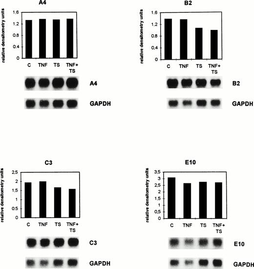 Fig. 6. Gene expression of A4, B2, C3, and E10 in cultured bovine capillary endothelial cells after TNF- and tumor cell supernatant is different from BAEC. Confluent ACE were cultured for 8 hours either without (C) or with 1 nmol/L TNF- (TNF) and/or with lymphoma cell conditioned supernatant (TS). The mRNA expression was analyzed by Northern blots described in the legend to Fig 2 and in Materials and Methods. The differences in the expression of B2, C3, and E10 between C and the TNF + TS group were significant (P = .027, Wilcoxon rank sum test).