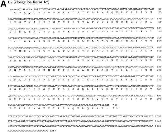 Fig. 7. DNA and protein sequence of the cDNAs B2, C3, and E10. The clones B2, C3, and E10 were commercially sequenced and compared to published sequences using the application BLASTN of the HUSAR program package (Version 4.0). The bovine cDNAs represent partial sequences of the elongation factor 1 (B2, A), the acidic ribosomal phosphoprotein PO (C3, B) and the ribosomal protein S2 (E10, C). Within the sequence of the ribosomal protein S2 the sequence of LLRep3 is included. The start codon (ATG) and the first Methionin (M) of the LLRep3 sequence are underlined and enlarged. The cDNA sequences were submitted to GenBank and the accession numbers are AF013213 (B2), AF013214 (C3),AF013215 (E10). The open reading frames of the cDNA sequences were translated into the deduced amino acid sequences and placed under the corresponding DNA sequence. The numbering starts with the first nucleotide or amino acid. The potential polyadenylation signal sequences are underlined.