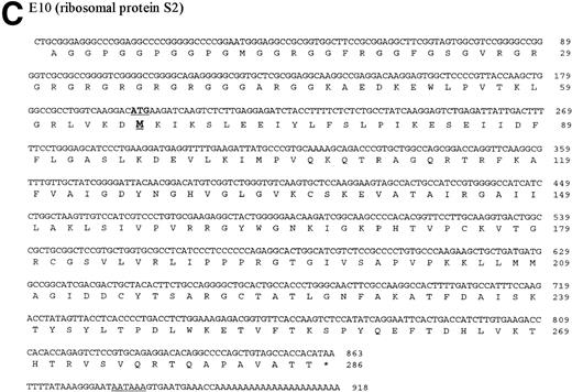 Fig. 7. DNA and protein sequence of the cDNAs B2, C3, and E10. The clones B2, C3, and E10 were commercially sequenced and compared to published sequences using the application BLASTN of the HUSAR program package (Version 4.0). The bovine cDNAs represent partial sequences of the elongation factor 1 (B2, A), the acidic ribosomal phosphoprotein PO (C3, B) and the ribosomal protein S2 (E10, C). Within the sequence of the ribosomal protein S2 the sequence of LLRep3 is included. The start codon (ATG) and the first Methionin (M) of the LLRep3 sequence are underlined and enlarged. The cDNA sequences were submitted to GenBank and the accession numbers are AF013213 (B2), AF013214 (C3),AF013215 (E10). The open reading frames of the cDNA sequences were translated into the deduced amino acid sequences and placed under the corresponding DNA sequence. The numbering starts with the first nucleotide or amino acid. The potential polyadenylation signal sequences are underlined.