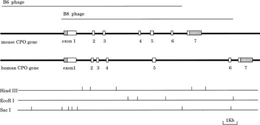 Fig. 1. Structure and organization of the mouse CPO gene. Two overlapping l phage clones (B6 and B8) were analyzed. The boxes show the relative sizes and positions of each exon in the mouse genome. Solid and shaded boxes indicate protein coding and untranslated regions, respectively. Recognition sites for enzymes HindIII,EcoRI, and SacI are shown. Lower lines show restriction endonuclease cleavage sites, as indicated.