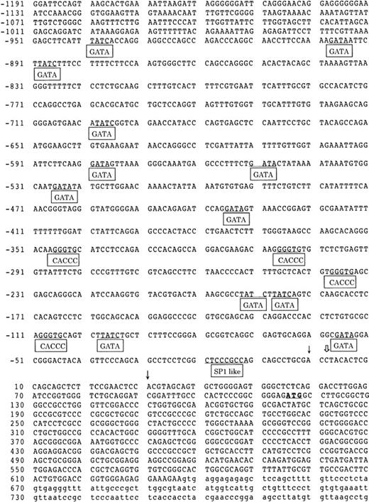 Fig. 2. The 5′-upstream region of the mouse CPO gene. The nucleotide sequence of the first exon (uppercase letters) and 5′ -upstream regions (−1.2 kb) is demonstrated. White and black arrows indicate the major and the minor transcription initiation sites, respectively. The putative cis-acting GATA, CACCC, and SP-1–like elements are boxed and underlined. The initiating codon is shown in bold and underlined. The intronic sequence is expressed in lowercase letters.