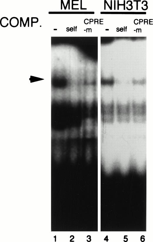 Fig. 7. Formation of a DNA-protein complex with CPRE of the mouse promoter. Five-microgram aliquots of nuclear extracts from MEL or NIH3T3 cells were incubated with the end-labeled oligomers corresponding to CPRE in the absence (−) or presence of a 125-fold (MEL) or 175-fold (NIH3T3) molar excess of the indicated oligonucleotides. The specific DNA-protein complex band is shown by the arrow.