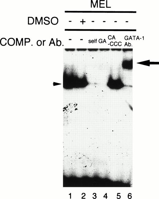 Fig. 8. Gel mobility shift/supershift assay of MEL cell extracts. Five-microgram aliquots of nuclear extracts from untreated (lanes 1, 3, 4, 5, 6) or DMSO-treated (lane 2) 745A cells were incubated with end-labeled oligomers corresponding to the GATA site (−59/−54) in the absence (lanes 1 and 2) or presence of a 250-fold molar excess of the indicated oligonucleotides (lanes 3, 4, 5) or anti–GATA-1 antibody (lane 6). The arrowhead indicates the complex of the probe and GATA-1, and the arrow represents the ternary complex of the probe, GATA-1, and the antibody.