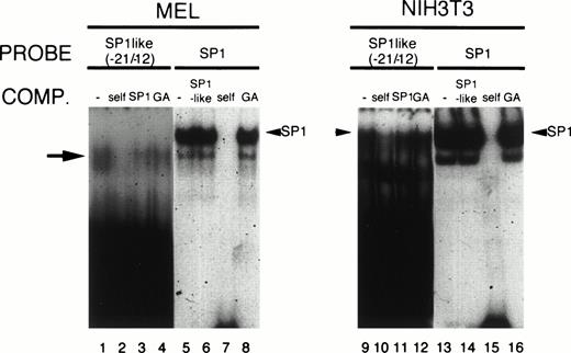 Fig. 9. Formation of a DNA-protein complex with the SP-1–like element of the mouse CPO promoter. Five-microgram aliquots of nuclear extracts from 745A (lanes 1 to 8) or NIH3T3 (lanes 9 to 16) cells were incubated with the end-labeled oligomers corresponding to the SP-1–like element (-21/-11) (lanes 1 to 4, 9 to 12) or the SP-1 consensus sequence (lanes 5 to 8, 13 to 16). Competition assays were performed with a 250-fold molar excess of unlabeled oligonucleotides containing the SP-1–like element (−21/−11) (lanes 2, 6, 10, 14), SP-1 consensus sequence (lanes 3, 7, 11, 15), and GATA consensus sequence from the human ALAS-E promoter (lanes 4, 8, 12, 16). The arrow and the arrowheads indicate the complexes of the probe and nuclear proteins.