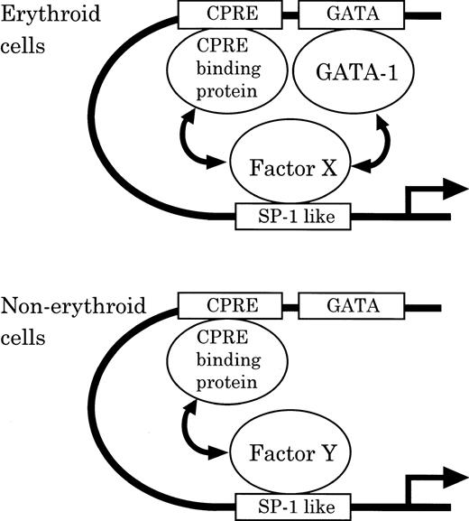 Fig. 10. Model of the differential regulation of the mouse CPO gene promoter function in erythroid and nonerythroid cells.
