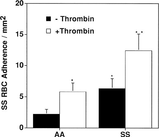 Fig. 2. AA and SS RBC adherence to HUVEC that had been treated with thrombin or with control buffer. The mean ± SEM is shown (n = 9).