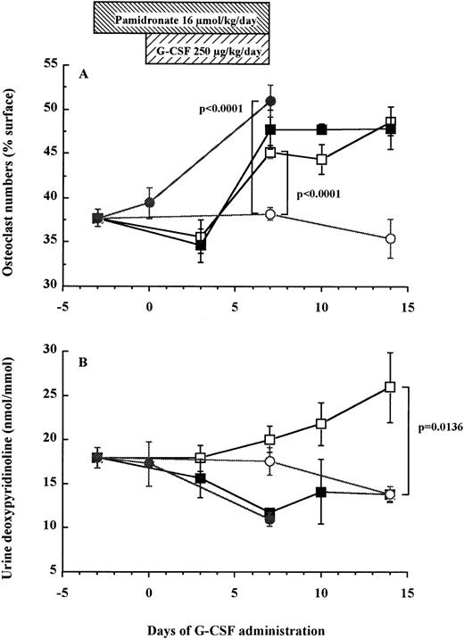 Fig. 5. Osteoclast numbers increase in association with elevation of urine DPyr levels after G-CSF administration in mice. Mice were treated with G-CSF (□), pamidronate + G-CSF (▪), pamidronate (•), or saline (○). Six mice of each group were killed on each time point and TRAP+ osteoclast numbers (A) and urine DPyr levels (B) were measured as described in Materials and Methods. These data represent the mean ± SEM.