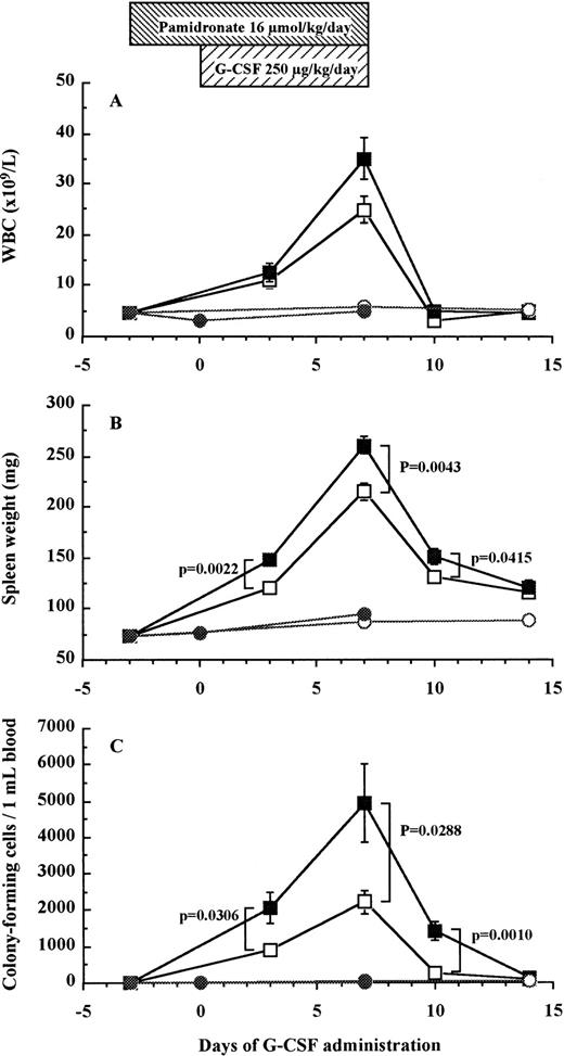 Fig. 7. Effect of pamidronate on G-CSF–induced HPC mobilization in mice. Mice were injected G-CSF (□), pamidronate + G-CSF (▪), pamidronate (•), or saline (○). Six mice of each group were killed on each time point and their WBC counts (A), spleen weights (B), and CFC numbers in the blood (C) were measured as described in Materials and Methods. These data represent the mean ± SEM.