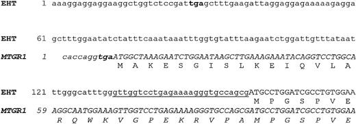 Fig. 1. (Top) Sequence comparison between the 5′ end of EHT and MTGR1 (italics) cDNAs. Translated sequences are shown in capital letters; a 27-bp nucleotide stretch upstream of the EHT ATG which is similar to the MTGR1 is underlined. The stop codons upstream of ATGs are in bold letters. (Bottom) Mapping by FISH of EHT gene on chromosome 20q11.