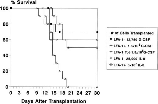 Fig. 5. Survival data of lethally irradiated (8.75 Gy) recipient mice for at least 4 weeks after transplantation of LFA-1 sorted cytokine-mobilized blood cells. Donor mice were pretreated with daily IP injections of 5 μg G-CSF for 3 days or a single IP injection of 30 μg IL-8. With G-CSF, a total number of 1.5 × 105 MNC (LFA-1tot), 1.5 × 105 LFA-1pos, and 12,750 LFA-1neg cells were transplanted and with IL-8, a total number of 5 × 105 LFA-1pos and 25,000 LFA-1neg cells were transplanted. Survival data are expressed as percentages of 10 mice transplanted per group in one experiment.