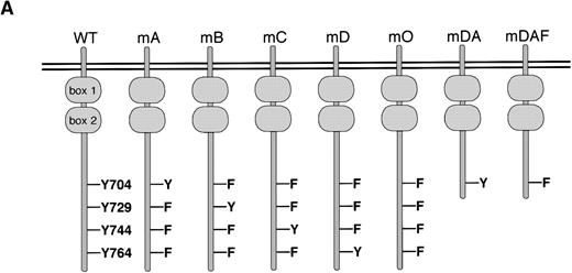 Fig. 1. Expression of mutant G-CSF-Rs in Ba/F3 cells. (A) Schematic representation of G-CSF-R proteins. Boxes 1 and 2 denote subdomains conserved in members of the hematopoietin receptor superfamily. Y, tyrosine; F, phenylalanine. (B) Flow cytometric analysis of G-CSF-R expression on parental Ba/F3 cells and Ba/F3 transfectants. Cells were either stained with biotinylated mouse anti-human G-CSF-R antibodies, followed by PE-conjugated streptavidin, biotinylated anti-streptavidin, and finally PE-conjugated streptavidin (unfilled), or without the anti–G-CSF-R step (filled).