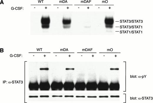 Fig. 2. STAT3 activation in the absence of receptor tyrosines. (A) EMSA of nuclear extracts from Ba/F3 cells expressing WT G-CSF-R or mutants. Growth factor–deprived cells were incubated for 10 minutes at 37°C without factor (−) or with 100 ng/mL G-CSF (+). Nuclear extracts were prepared and incubated with32P-labeled double-stranded m67 oligonucleotide. (B) STAT3 immunoprecipitation from lysates from Ba/F3 cells expressing WT or mutant G-CSF-R proteins. Serum- and growth factor–starved cells were incubated for 10 minutes at 37°C without factor (−) or with 100 ng/mL G-CSF (+). The Western blot was hybridized with anti-phosphotyrosine antibodies 4G10, before stripping and reprobing with anti-STAT3 antibodies to confirm equal loading of STAT3. Multiple analyses of at least three independent clones of each mutant gave equivalent results.