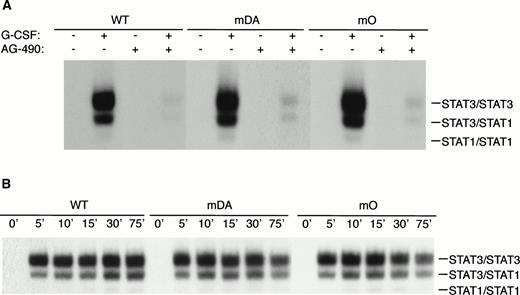 Fig. 5. Properties of tyrosine-dependent and -independent pathways of STAT3 activation. (A) Sensitivity of STAT3 activation to the Jak2 inhibitor AG-490 from WT, mDA, and mO G-CSF-Rs. Cells were starved as described in the presence (+) or absence (−) of AG-490 before stimulation for 10 minutes with (+) or without (−) G-CSF. To aid the interpretation of the result, exposures were adjusted so that G-CSF–treated samples were approximately equal. (B) Kinetics of STAT3 activation in Ba/F3 cells expressing WT, mDA, and mO G-CSF-Rs. Serum- and growth factor–deprived cells were incubated with 100 ng/mL G-CSF for the times indicated. Nuclear extracts were prepared and incubated with 32P-labeled double-stranded m67 oligonucleotide. (C) Transactivation of STAT3(m67)-luciferase reporter by parental Ba/F3 cells (par), or Ba/F3 cells expressing WT or mutant G-CSF-Rs. Luciferase activity was assayed after incubation of cells from the same transfection with either G-CSF or IL-3. Activity is expressed as fold induction by G-CSF compared with by IL-3 to standardize for transfection efficiency of the reporter construct. Data represent the mean of at least three independent analyses, with the standard error indicated.