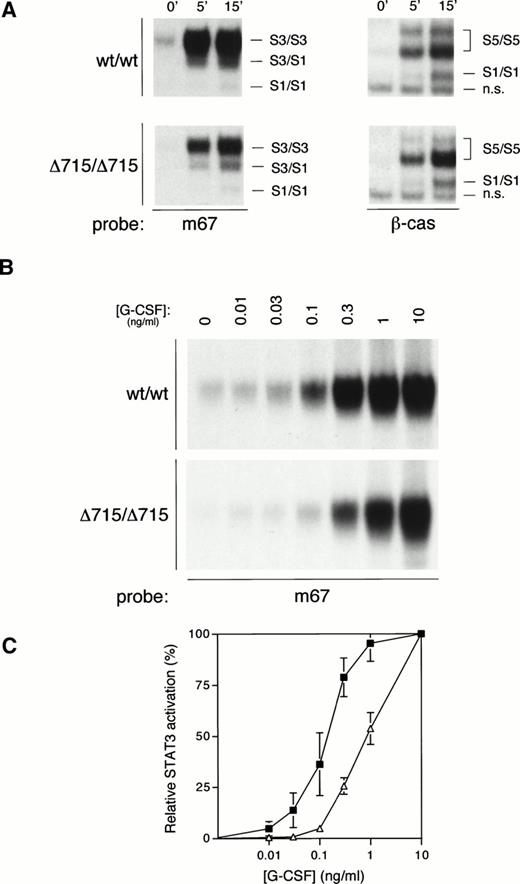 Fig. 6. STAT activation from mice with a targeted deletion in the G-CSF-R derived from SCN. (A) EMSA of nuclear extracts from bone marrow cells of homozygous WT (wt/wt) and mutant “knock-in” (▵715/▵715) mice, as described in Fig 2A, except that both m67 and β-cas oligonucleotides were used, as indicated. The position of STAT1 (S1), STAT3 (S3), STAT5 (S5), and nonspecific (n.s.) complexes are indicated. (B) EMSA of nuclear extracts from bone marrow cells from homozygous WT (wt/wt) and mutant “knock-in” (▵715/▵715) mice with m67 oligonucleotide, as described in Fig 2A, except cells were incubated for 15 minutes with the indicated concentrations of G-CSF. (C) Dose response of STAT3 activation from WT (filled squares) and “knock-in” (open triangles) mice. Quantitative analysis of EMSAs performed as described in (B), setting maximal STAT3 activation at 100%, and basal activation at 0%. The graph shows the mean and range of two independent experiments.