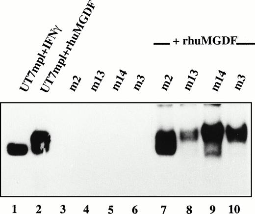Fig. 8. Absence of constitutive activation of STATs. CD34+ cells from 4 PMF patients were cultured without growth factor. After 10 days of culture, CD41+ cells were collected and incubated without (lanes 3 through 6) or with (lanes 7 through 10) PEG-rhuMGDF (30 ng/mL) for 15 minutes. Nuclear extracts were prepared and the presence of activated STATs tested by EMSA using IRF1-GAS as a probe. In parallel, as internal controls Mpl-L responsive UT7/huc-mpl cells were incubated in the presence of IFN-γ (lane 1) or PEG-rhuMGDF (lane 2) for the same time, and nuclear extracts were prepared and tested for the presence of activated STATs.
