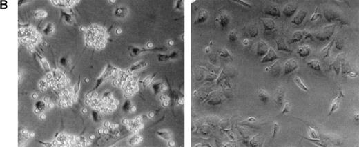 Fig. 1. Effect of heparin on lymphopoiesis and myelopoiesis in LTBMCs. (A, left) WBM cells were seeded using lymphoid-supportive (solid line) or myeloid-supportive (dashed line) conditions as described in Experimental Procedures. Heparin (•; 50 μg/mL), chondroitin sulfate (▵; 50 μg/mL), or vehicle (○) was added weekly beginning at culture initiation. (Right) LTBMCs cultured under myeloid-permissive conditions for 5 weeks were switched (arrow) to lymphoid-permissive conditions. Heparin (50 μg/mL) or vehicle was added weekly throughout the entire assay. (B) LTBMCs maintained under lymphoid-supportive conditions were cultured in the absence (left) or presence (right) of 25 μg/mL heparin for 6 weeks. Original magnification × 100. (C) Lymphoid-permissive LTBMCs were established for 4 to 6 weeks in the absence of treatment and then treated weekly with 50 μg/mL heparin or vehicle. The data are presented relative to the number of lymphocytes recovered from flasks receiving vehicle alone and results from three independent experiments are shown.