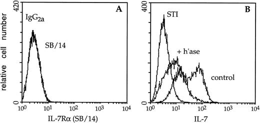 Fig. 5. Immunofluorescence analysis of IL-7 binding to stromal cell plasma membrane HS. (A) BMS2 stromal cells were stained with an antibody (SB/14) to the IL-7 receptor  chain or rat IgG2a followed by goat anti-rat Ig-FITC; the binding profiles directly overlap. (B) Mock- (control) or heparitinase-digested (+ h’ase) BMS2 cells were stained with biotinylated IL-7 or the negative control reagent (STI) as described in the legend to Fig 3. Control BMS2 cells displayed a bimodal profile (rightmost peaks). Binding of biotinylated IL-7 was readily blocked using a neutralizing antibody to IL-7 and efficacy of the digestion procedure was confirmed using the 10E4 and 3G10 MoAbs (data not shown).