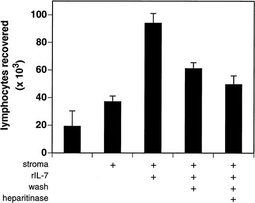 Fig. 6. Bioactivity of stromal cell–bound IL-7. Stromal cells (≈5 × 104/well) derived from IL-7 knockout mice were treated in the presence or absence of heparitinase and susbequently incubated with rIL-7 (5 ng/well) for 30 minutes at 37°C. Cells were washed to remove unbound IL-7 and then 2 × 104 BC7.12 lymphocytes were added to each well. Cultures were incubated for 3 days after which viable lymphocytes were enumerated. To assess maximal IL-7 bioactivity, the washing step was omitted in one treatment group (central bar). The results are presented as the average ± SD of four independent experiments.