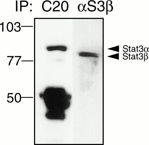 Fig. 1. Specificity of Stat3β antibody. Whole-cell protein extracts (1 mg) of unstimulated cells were incubated with rabbit polyclonal Stat3-specific antibody (C-20; 1 μg) followed by protein G-Sepharose (left lane) or with chicken Stat3β-specific IgY conjugated to CNBr-activated Sepharose Beads (right lane). Bound proteins were eluted by boiling in SDS-PAGE sample buffer and separated by SDS-PAGE and immunoblotted using Stat3 monoclonal antibody. The positions of the prestained molecular-weight markers are indicated on the left and the positions of the Stat3 and Stat3β bands are indicated on the right. The results shown are representative of two experiments.