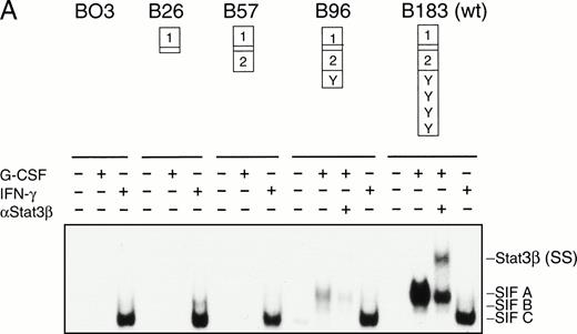 Fig. 2. EMSA supershift analysis and DNA-affinity chromatography of BAF/BO3 cells transfected with full-length and truncated mutants of G-CSFR. BAF/BO3 cells were stably transfected with vector containing either wild-type human G-CSFR (HRG-183) or with vector containing G-CSFR constructs truncated at intracytoplasmic amino acid residue 96 (HGR-96), residue 57 (HGR-57) or residue 26 (HGR-26) as described.36 The constructs contained one or more of the homology regions, boxes 1 and 2, and tyrosines (Y) as indicated in panel A. Cells were extracted before (−) or after (+) G-CSF or interferon-γ stimulation. EMSA was performed without (−) or with (+) antibody to Stat3β. The position of the SIF-A, B, and C complexes and the supershifted(SS) Stat3β complex are indicated on the right. The results shown are each representative of two experiments. In (B), the stably transfected cell lines (B-26, B-57, B-96, and B-183) and the parental cell line (BO3) were stimulated with G-CSF (100 ng/mL for 15 minutes) and extracted. Whole-cell protein extracts (500 μg each) were bound to and eluted from a hSIE-affinity purification column. Eluted proteins were separated by SDS-PAGE, immunoblotted with Stat3 monoclonal antibody, and developed with ECL chemiluminescence. The position of the prestained molecular-weight markers are shown on the left and the position of the Stat and Stat3β bands are shown on the right. In (C), whole-cell protein extracts of each cell line (50 μg each) were separated by SDS-PAGE and immunoblotted with Stat3 monoclonal antibody. The positions of Stat3 and Stat3β are indicated on the right.