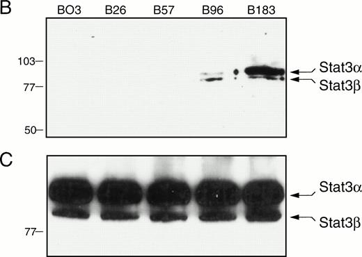 Fig. 2. EMSA supershift analysis and DNA-affinity chromatography of BAF/BO3 cells transfected with full-length and truncated mutants of G-CSFR. BAF/BO3 cells were stably transfected with vector containing either wild-type human G-CSFR (HRG-183) or with vector containing G-CSFR constructs truncated at intracytoplasmic amino acid residue 96 (HGR-96), residue 57 (HGR-57) or residue 26 (HGR-26) as described.36 The constructs contained one or more of the homology regions, boxes 1 and 2, and tyrosines (Y) as indicated in panel A. Cells were extracted before (−) or after (+) G-CSF or interferon-γ stimulation. EMSA was performed without (−) or with (+) antibody to Stat3β. The position of the SIF-A, B, and C complexes and the supershifted(SS) Stat3β complex are indicated on the right. The results shown are each representative of two experiments. In (B), the stably transfected cell lines (B-26, B-57, B-96, and B-183) and the parental cell line (BO3) were stimulated with G-CSF (100 ng/mL for 15 minutes) and extracted. Whole-cell protein extracts (500 μg each) were bound to and eluted from a hSIE-affinity purification column. Eluted proteins were separated by SDS-PAGE, immunoblotted with Stat3 monoclonal antibody, and developed with ECL chemiluminescence. The position of the prestained molecular-weight markers are shown on the left and the position of the Stat and Stat3β bands are shown on the right. In (C), whole-cell protein extracts of each cell line (50 μg each) were separated by SDS-PAGE and immunoblotted with Stat3 monoclonal antibody. The positions of Stat3 and Stat3β are indicated on the right.