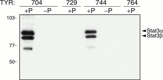 Fig. 3. Phosphopeptide affinity purification of Stat3 and Stat3β. Biotinylated tyrosine phosphorylated peptide (+P) or nonphosphorylated peptides (−P) were bound to paramagnetic beads and incubated 2 hours at 4°C with whole cell extracts (1.5 mg) prepared from unstimulated DER cells. The peptide-protein complexes were magnetically separated and eluted by boiling in SDS-PAGE sample buffer followed by SDS-PAGE separation. The proteins were transferred to PVDF membrane, developed with Stat3 monoclonal antibody, and visualized by ECL chemiluminescence. The position of prestained molecular-weight markers are indicated on the left and of Stat3 and Stat3β are indicated on the right. The results shown are representative of two experiments.