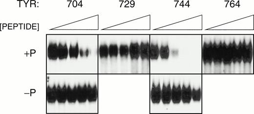 Fig. 4. Phosphopeptide inhibition of Stat3/β binding to hSIE. Whole-cell extracts (20 μg) of an acute leukemia cell line, EM2,28 stimulated with G-CSF (100 ng/mL) for 30 minutes were incubated with the indicated tyrosine phosphorylated peptides (+P) or nonphosphorylated peptides (−P) at 0, 30, 100, 300, and 400 μmol/L for 60 minutes at 37°C before addition of radiolabeled duplex hSIE and EMSA. The gels were dried and exposed to Kodak XAR film for before developing. The results shown are representative of three experiments.