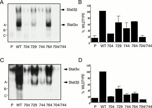 Fig. 5. Stat3 and Stat3β supershift analysis of M1 cells clones transfected with wild-type and mutant human G-CSFR constructs. M1 parental cells (P) or clones (two each) expressing either wild-type (WT) human G-CSFR or constructs containing tyrosine-to-phenylalanine mutations at the indicated tyrosine residues were stimulated with G-CSF (1 ng/mL for 15 minutes) and extracted. EMSA was performed in the presence of antibody specific for either Stat3β (A and B) or Stat3 (C and D). (A and C) Autoradiographs of EMSA gels of M1 parental cells and a representative clone containing each construct. The position of the supershifted and nonsupershifted Stat3 and Stat3β are indicated on the right. The signal remaining within the nonsupershifted Stat3 band (B) and the nonsupershifted Stat3β band (D) obtained from M1 parental cells and both clones containing each construct were quantitated by PhosphoImager analysis and the mean ± SEM shown.