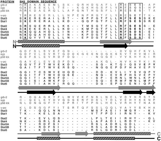 Fig. 6. Alignment of partial SH2 domains of Stat proteins with homologous SH2 domains of known structure. All sequences were downloaded from GenBank, except for SH2 domain of Stat3, which was used in the search query. The numbering of the peptide fragments and accession codes are as follows: Grb2 67-140, P29354; Syp 120-202,P35235; p56 Lck 134-213, P06239; v-Src 154-234, P15054; Stat3 590-661; Stat1, 572-646, P42224; Stat2, 387-459, P52630; Stat4, 579-651, P42228; Stat5A 599-665, P42229; Stat5B 599-665, P51692; and Stat6 543-611,P42226. STAT sequences (in black) were aligned using CLUSTAL, as were nonSTAT sequences (in gray). The relative alignments between STAT and non-STAT proteins were based on alignments of Chen et al,58which used direct comparison of the crystal structures of the SH2 domains of v-Src and Stat1. Secondary structural elements observed in structural studies of v-Src and Stat1 SH2 domains are indicated below the sequences (in gray and black, respectively); β-sheets are indicated as arrows, and -helices as boxes with diagonal stripes. Residue sidechains, which have been shown in high resolution studies to interact directly with the phosphotyrosine of the ligand, are boxed and highlighted. The v-src sidechains of which form the binding pocket for the +3 residue of the ligand are highlighted (Y202 and I214). Residues of Stat3, which are hypothesized to interact with bound ligand, are also highlighted (E638, Y640, and Y657).
