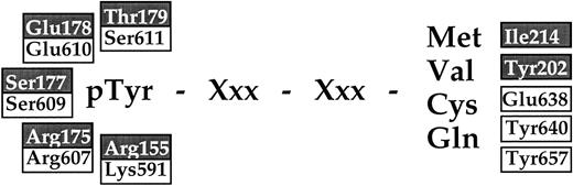 Fig. 7. v-Src residues directly interacting with ligand and corresponding putative residues involved in Stat3 binding of the G-CSF receptor. v-Src residues which directly interact with the phosphorylated ligand were determined by observing the crystal structures of v-Src (Brookhaven accession codes 1SHA and 1SHB, with ligands pTyr-Val-Pro-Met and pTyr-Leu-Arg-Val, respectively) usingO59 with a 3.5 Å cut-off. The residues interacting with the central ligand are in white typeface in gray boxes, and the +3 residue of the ligand is shown in gray. The corresponding residues in the Stat3 model are shown in black typeface in white boxes, and the +3 residue is shown in black. Of note, the Stat3 residues proposed to interact with the phosphotyrosine are conserved or homologous to those in v-Src, but those defining the binding pocket for the +3 residue in Stat3 have hydrophilic substitutions that may hydrogen bond with the more hydrophilic G-CSF ligand.