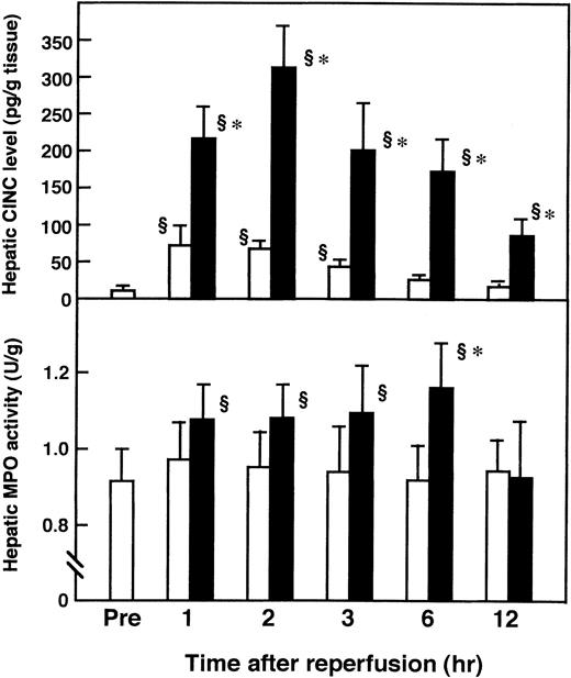 Fig. 5. Changes in hepatic CINC levels (A) and MPO activity (B) in rats subjected to hepatic I/R. Animals were subjected to 60 minutes of hepatic ischemia followed by reperfusion as described in Materials and Methods. Sham-operated animals were prepared in a similar manner, except that blood flow to the left and median hepatic lobes was not obstructed. Mean values of the hepatic CINC level and MPO activity after various periods of hepatic reperfusion are shown. Data represent the mean ± SD derived from six animal experiments. (□) Sham-operated animals; (▪) I/R animals. §P < .01 versus preischemia. *P < .01 versus sham.