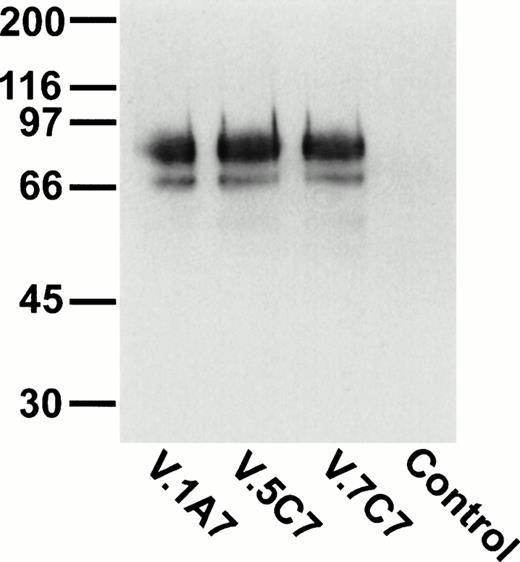 Fig. 1. Detection of the glycoprotein antigen for antibodies V.1A7, V.5C7, and V.7C7 by immunoprecipitation. Mouse bEND.3 cells were surface biotinylated and detergent extracts were incubated either with protein A Sepharose loaded with rabbit antirat IgG and the MoAbs V.1A7, V.5C7, or V.7C7 or a control antibody, as indicated. Specifically bound proteins were eluted with SDS-PAGE loading buffer, electrophoresed on an 8% polyacrylamide gel under reducing conditions, and transferred to nitrocellulose. Filters were incubated with peroxidase-conjugated streptavidin and analyzed by enhanced chemiluminescence.